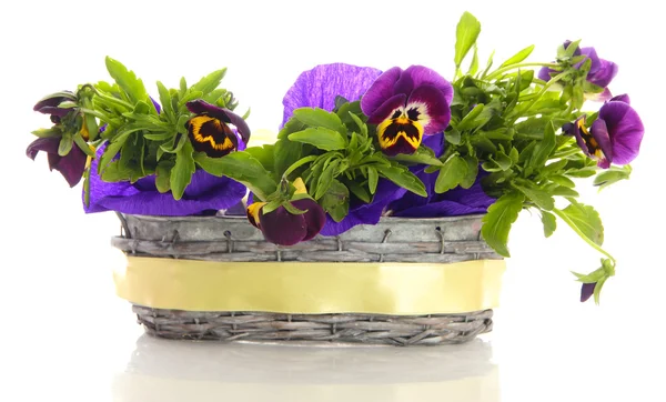 Beautiful pansies in basket isolated on white — Stock Photo, Image