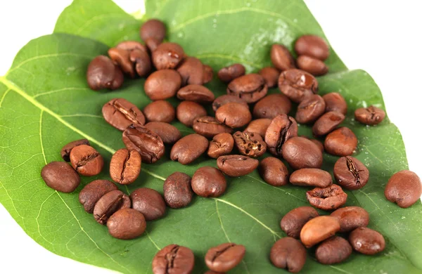 Coffee grains on green leaf close-up — Stock Photo, Image