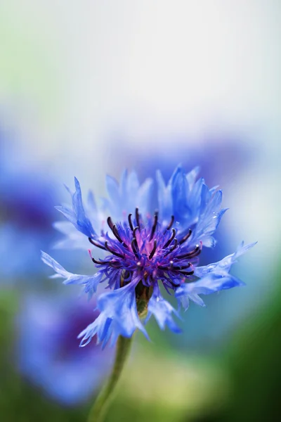 Beautiful cornflower, outdoors — Stock Photo, Image