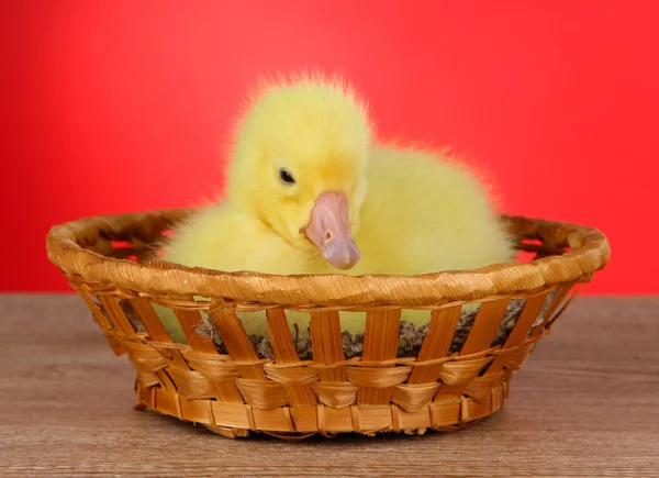Little duckling in wicker basket on table on red background — Stock Photo, Image