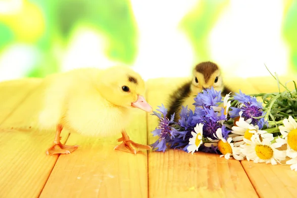 Cute ducklings on bright background — Stock Photo, Image