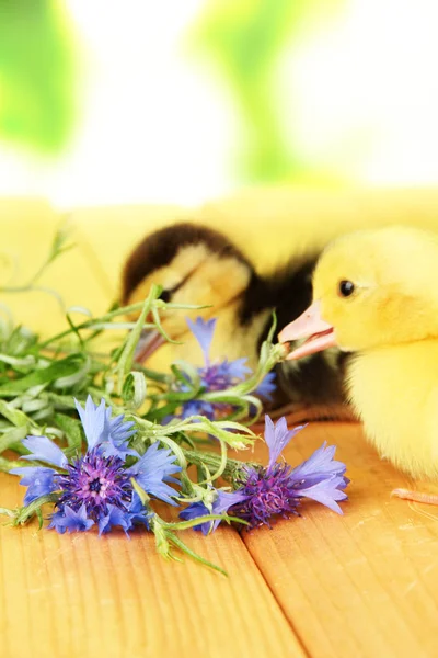 Lindos patitos sobre fondo brillante — Foto de Stock