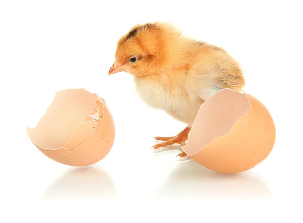 Pollito con cáscara de huevo aislado en blanco — Foto de Stock