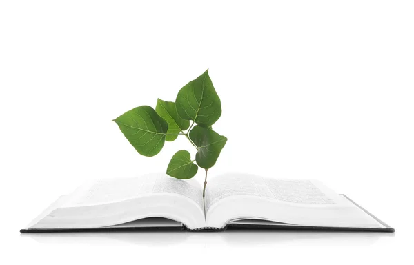 Livro com planta isolada em branco — Fotografia de Stock
