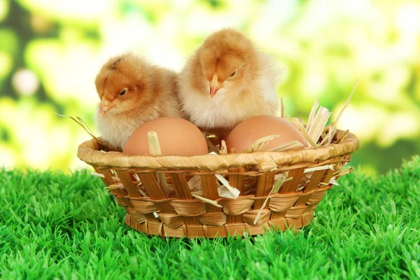 Little chickens with eggs in wicker basket on grass on bright background — Stock Photo, Image