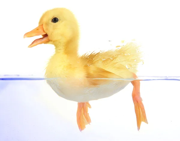 Floating cute duckling isolated on white — Stock Photo, Image