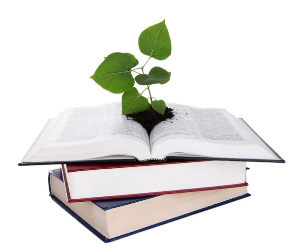 Books with plant isolated on white — Stock Photo, Image