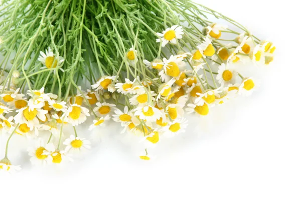 Molti camomilla isolata su bianco — Foto Stock