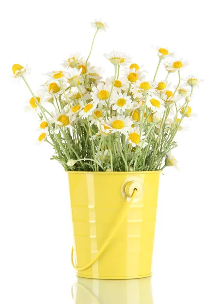 Many chamomile in bucket isolated on white — Stock Photo, Image