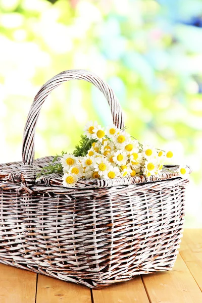 Many chamomile on basket on wooden table on nature background — Stock Photo, Image
