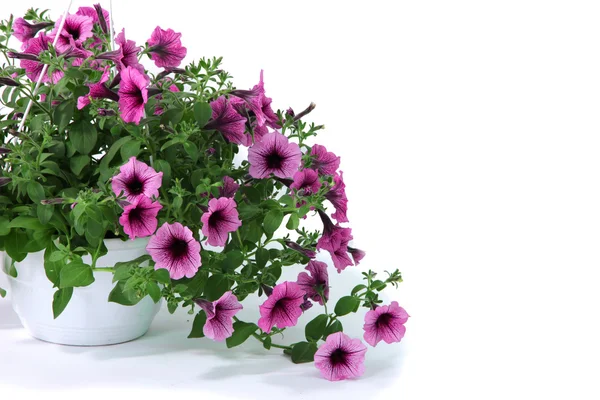 Purple petunia in flowerpot on white background — Stock Photo, Image