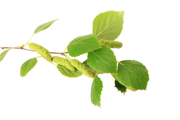 Folhas de vidoeiro verde isoladas em branco — Fotografia de Stock