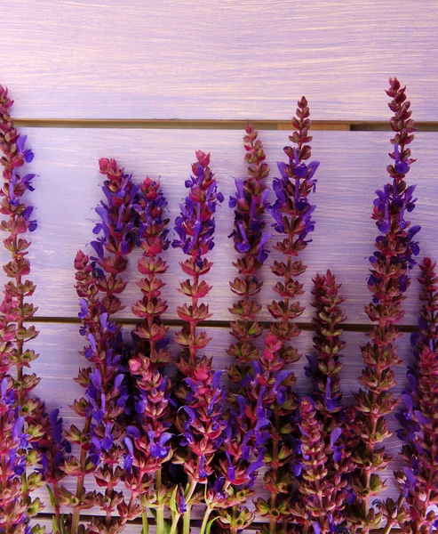 Salvia bloemen op paarse houten achtergrond — Stockfoto