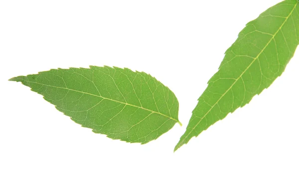 Hojas verdes aisladas en blanco — Foto de Stock