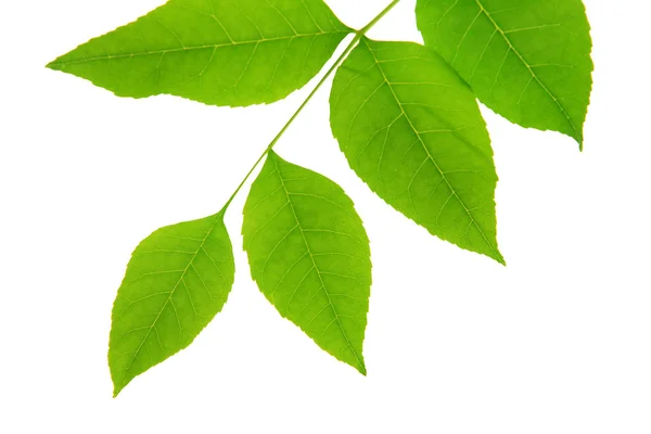 Feuilles vertes isolées sur blanc — Photo