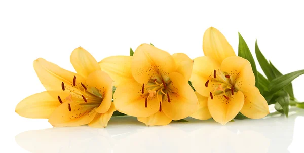 Beautiful orange lilies, isolated on white — Stock Photo, Image