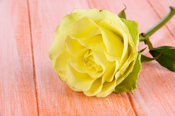 クローズ アップ テーブルに美しいバラ — ストック写真