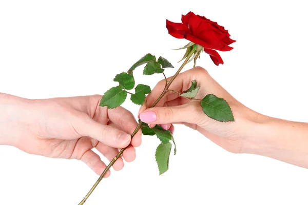 Die Hand eines Mannes, der eine Rose auf weißem Grund gibt — Stockfoto