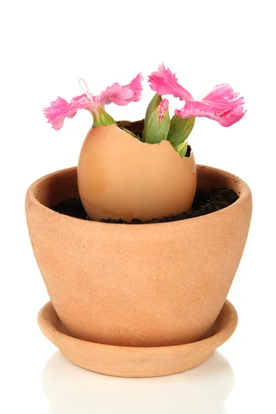 Flores que crescem a partir de casca de ovo, isolado em branco — Fotografia de Stock