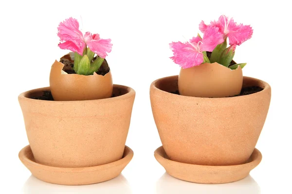 Bloemen groeien vanuit ei shell, geïsoleerd op wit — Stockfoto