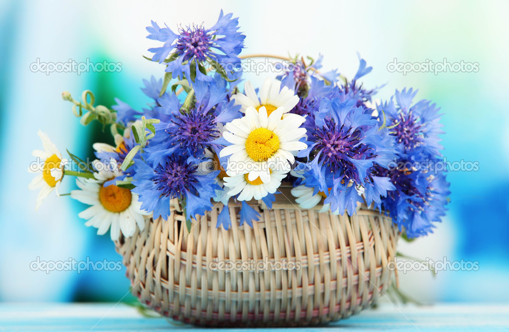 Beautiful bouquet of cornflowers and chamomiles in basket on blue background