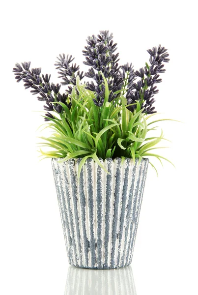 Decorative lavender in vase isolated on white — Stock Photo, Image