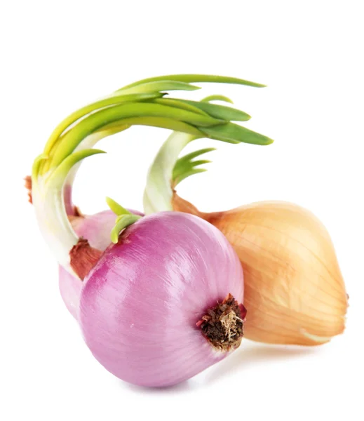 Sprouting onions isolated on white — Stock Photo, Image