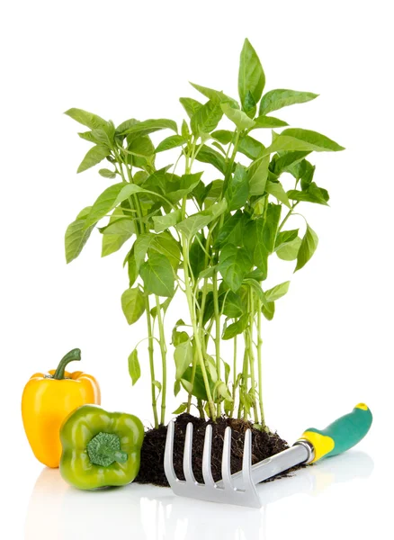 Plántulas de pimienta con herramientas de jardín aisladas en blanco — Foto de Stock