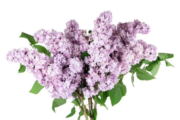 Belles fleurs lilas isolées sur blanc — Photo