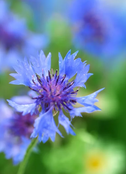 Beautiful cornflower, outdoors — Stock Photo, Image