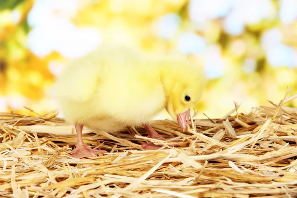 Pequeño patito sobre paja sobre fondo brillante — Foto de Stock