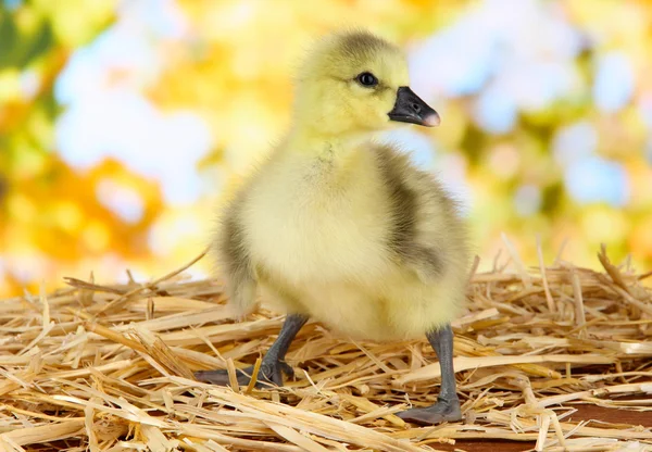 Little duckling on straw on bright background — Stock Photo, Image