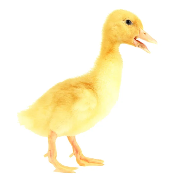 Cute duckling, isolated on white — Stock Photo, Image