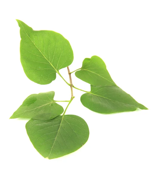 Hojas verdes aisladas en blanco — Foto de Stock