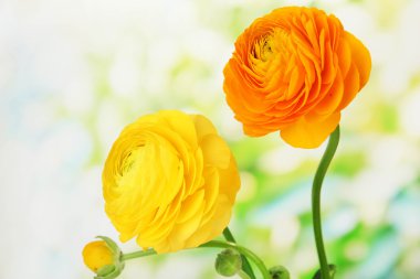 Düğünçiçeği (Farsça düğünçiçekleri), yeşil zemin üzerine