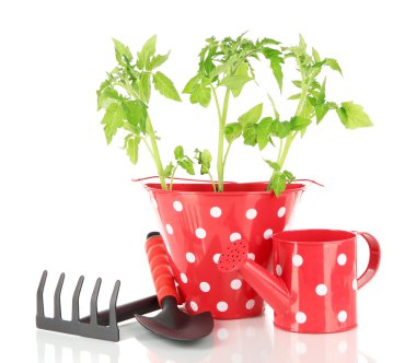 genç bitki üzerinde beyaz izole kova