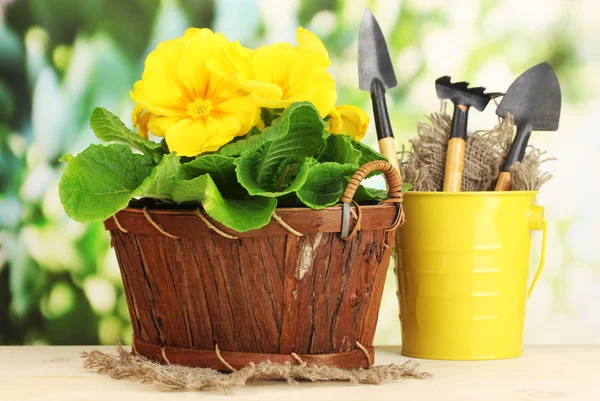 Mooie gele primula in mand op houten tafel op groene achtergrond — Stockfoto