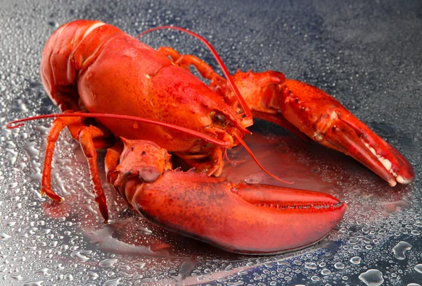 Red lobster on grey background — Stock Photo, Image