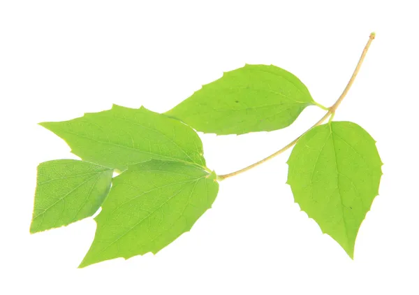 Folhas verdes isoladas em branco — Fotografia de Stock