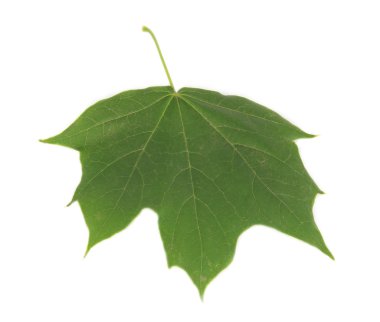 yeşil yaprak beyaz üzerinde izole