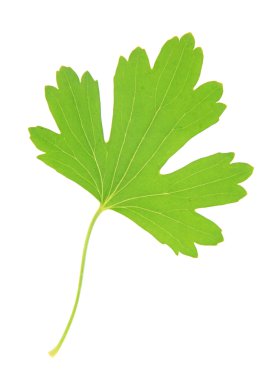 yeşil yaprak beyaz üzerinde izole