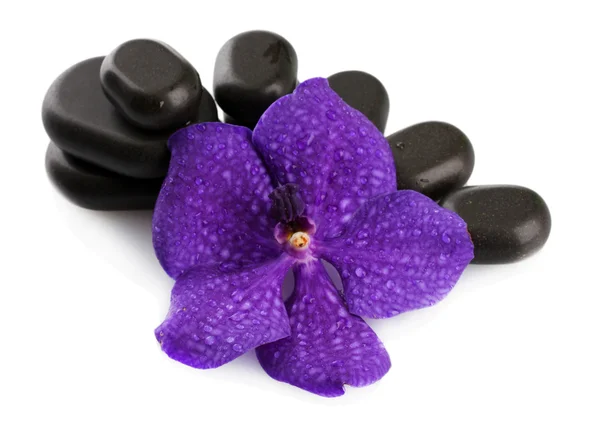 Wellness-Steine und lila Blüte, isoliert auf weiß — Stockfoto