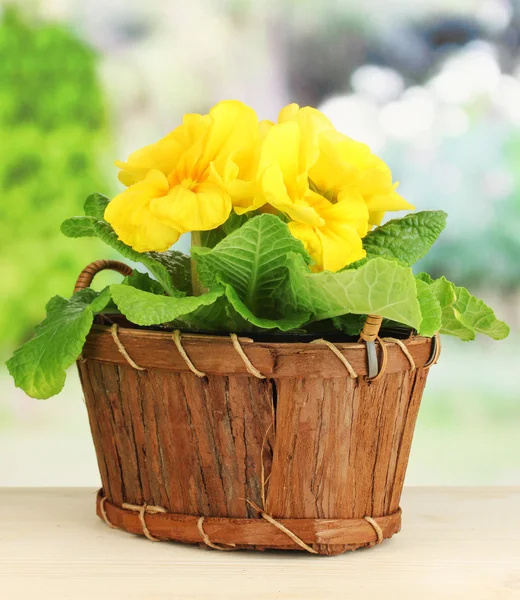 Beautiful yellow primula in basket on wooden table on green background — Stock Photo, Image