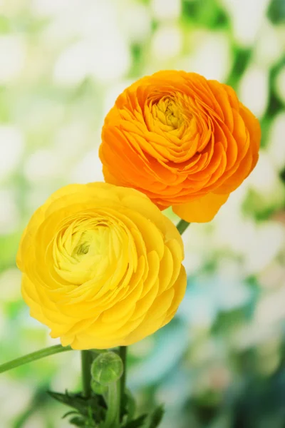 Ranunculus (persian buttercups), on green background — Stock Photo, Image