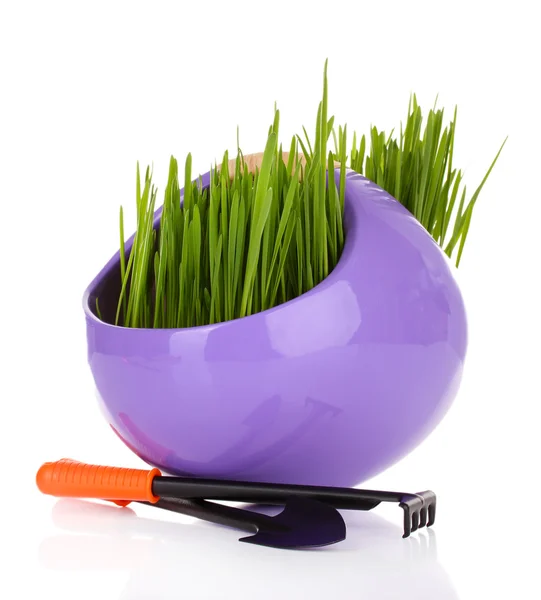 Grönt gräs i dekorativa potten isolerad på vit — Stockfoto