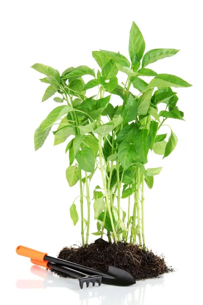 Paprika plantor med trädgårdsverktyg isolerad på vit — Stockfoto