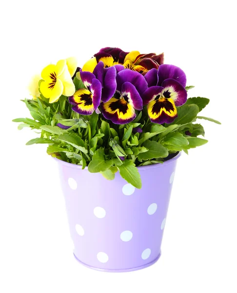 Beautiful pansies flowers isolated on a white — Stock Photo, Image