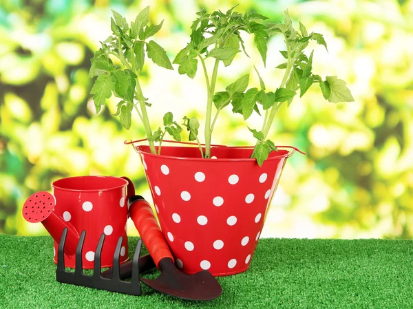 Young plant in bucket on grass on bright background — Stock Photo, Image