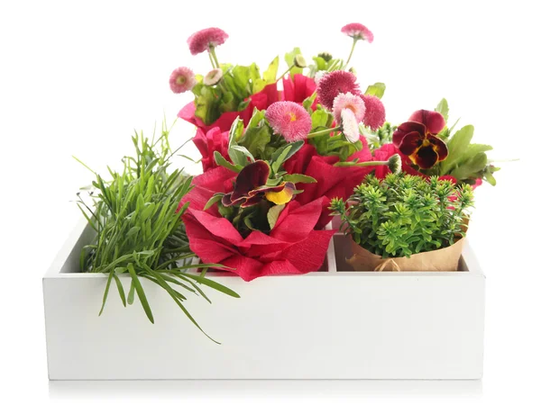 Beautiful spring flowers and grass in wooden crate isolated on white — Stock Photo, Image