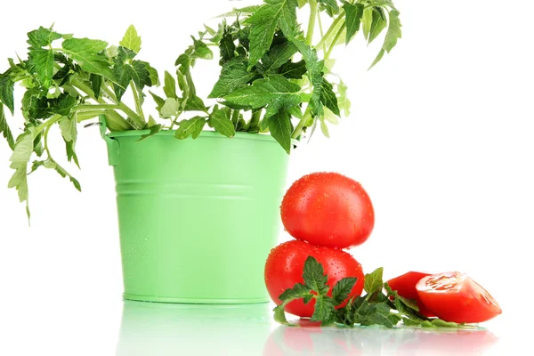 Tomates frescos y planta joven en cubo aislado sobre blanco —  Fotos de Stock